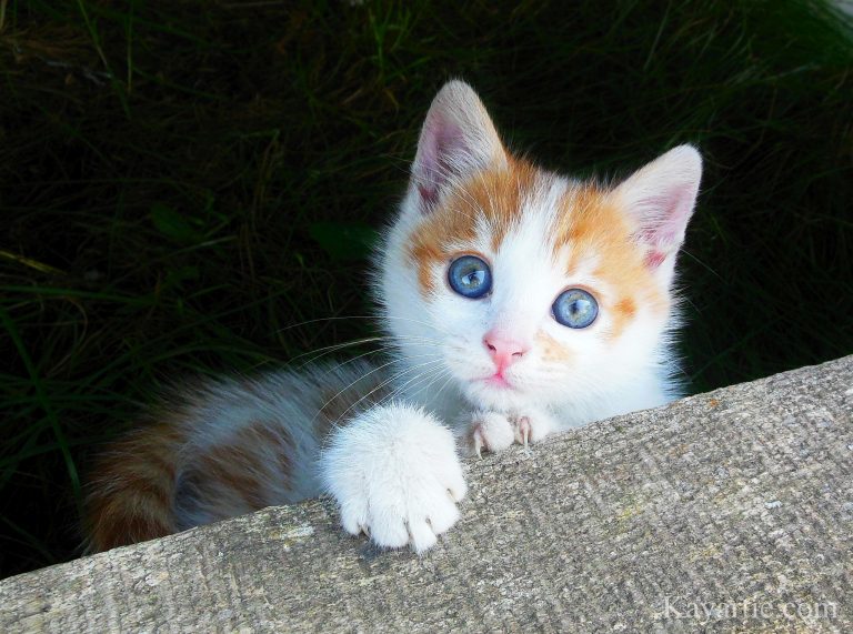 a kitten - photo by Kayartie