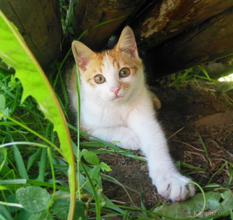 a kitten - photo by Kayartie