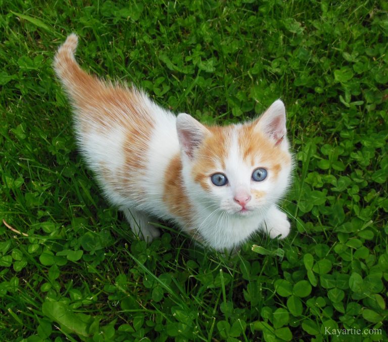 a kitten - photo by Kayartie