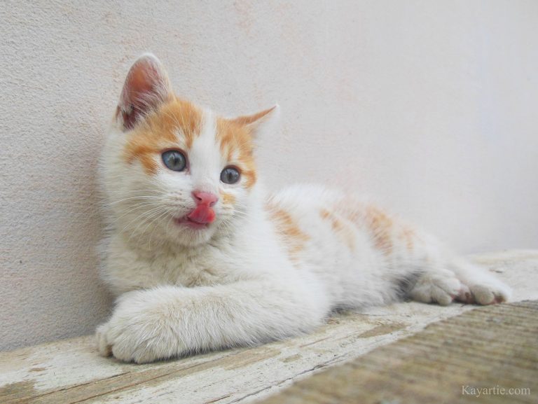 a kitten - photo by Kayartie