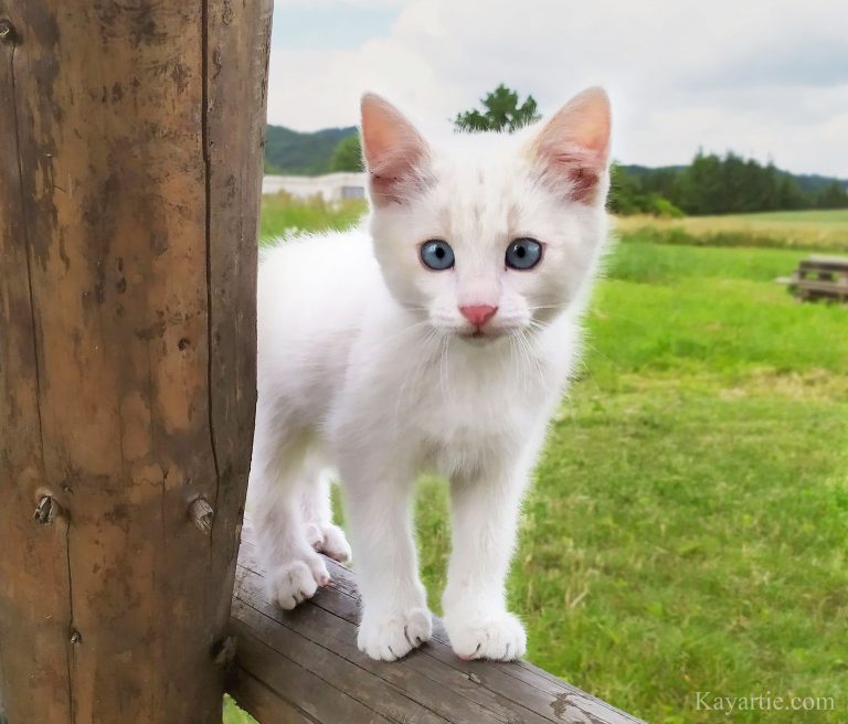 a kitten - photo by Kayartie