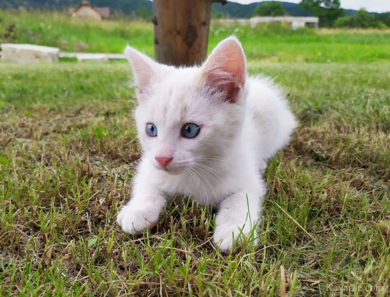 a kitten - photo by Kayartie